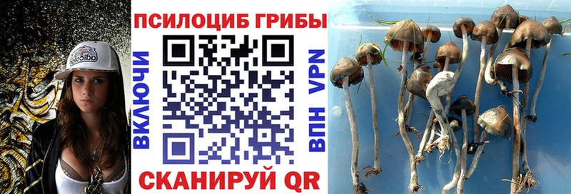 Псилоцибиновые грибы Psilocybine cubensis Кировград